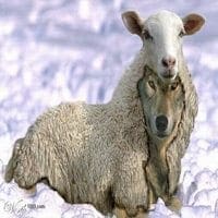 Watchtower false prophet